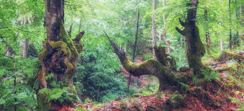 Bosque con niebla 