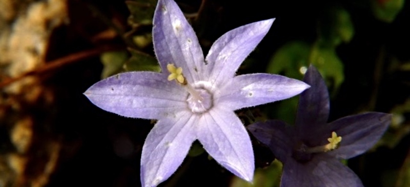 flor del estudio, campanula arvatica