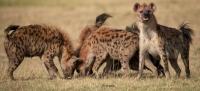 Un grupo de hienas es alguno de los huesos de los restos encontrados en el yacimiento
