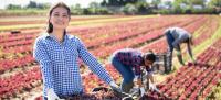 Mujeres rurales en un campo de lechugas