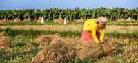 Mujer de Nepal trabajando en el campo